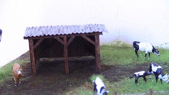 Abri des vaches